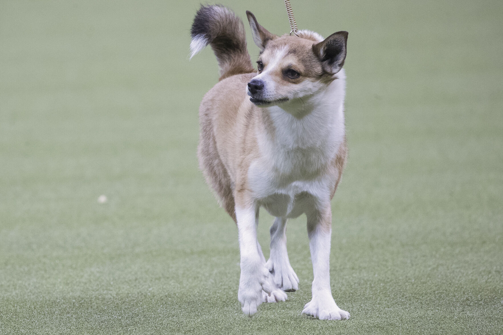 Dog Breeds